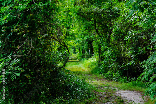 Obraz na plátně densely overgrown path through the forest
