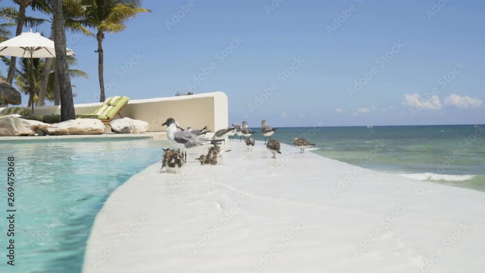 birds swimming in the pool. infinite pool against the backdrop of the