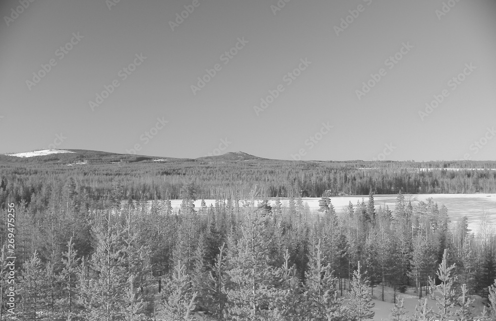 Black and white photography of forest landscape near Granbergsliden in Lapland Black and white photography of forest landscape near Granbergsliden in Lapland