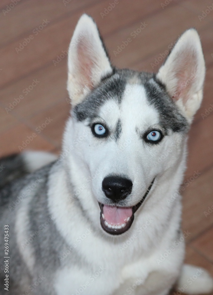 beautiful blue eye dog