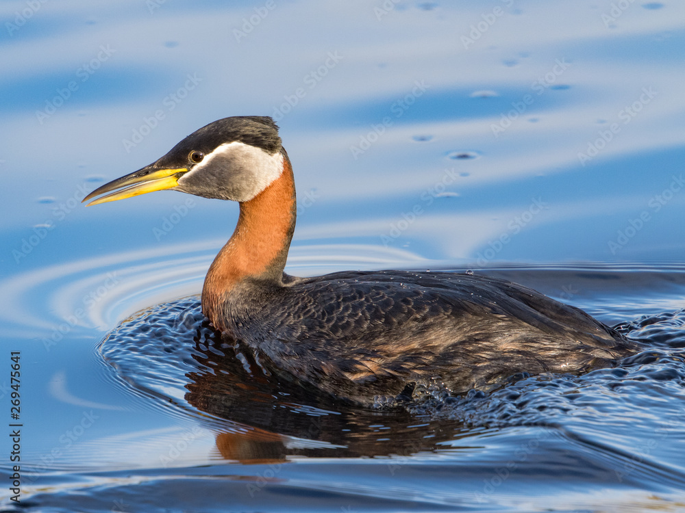 Fototapeta premium Red-necked Grebe in Alaska