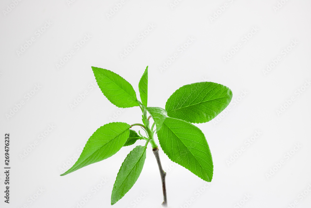 Fraxinus Americana (White ash) The leaves of the plant. Shoot in white background. Fraxinus Americana (White ash) The leaves of the plant. Shoot in white background.
