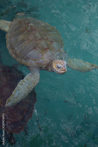 Portrait of old angry sea turtle from above, face and body swimming at surface of water