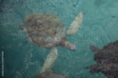 Full body top view painted hawksbill tortoise under clear aqua textured water