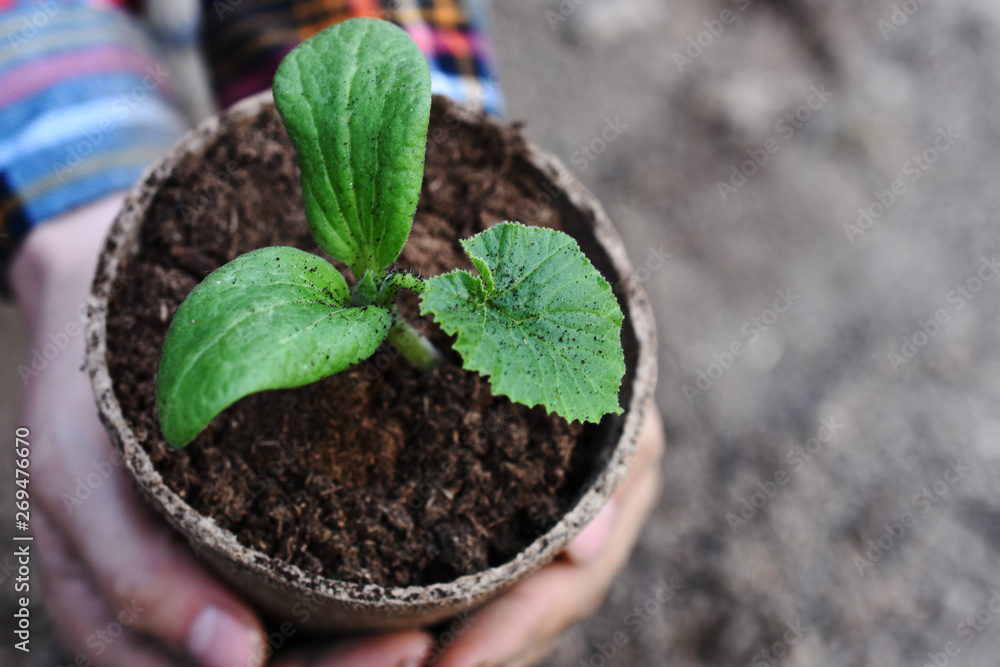 Young Seedling Plant Young Seedling Plant