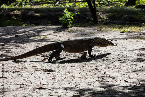 A Komodo dragon  Varanus komodoensis  walks across a dry mud flat in Komodo National Park  Indonesia. This tropical area is known for its marine biodiversity as well as its dragons.