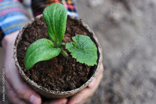 Young Seedling Plant
