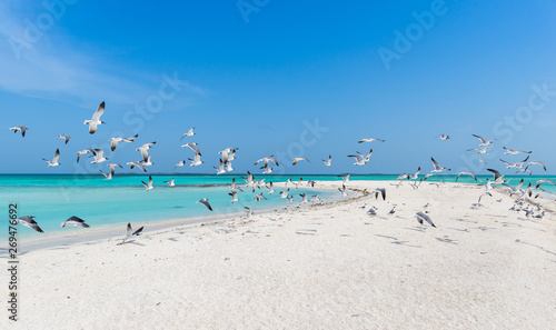 Fotografie Beautiful Caribbean beach, in Los Roques Archipelago, Venezuela