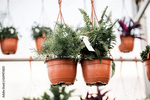 Green succulent plants for sale at flower market.