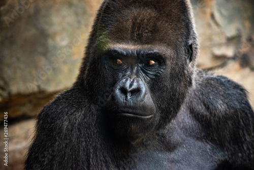 Fototapeta Naklejka Na Ścianę i Meble -  Portrait of a powerful gorilla with expressive eyes.