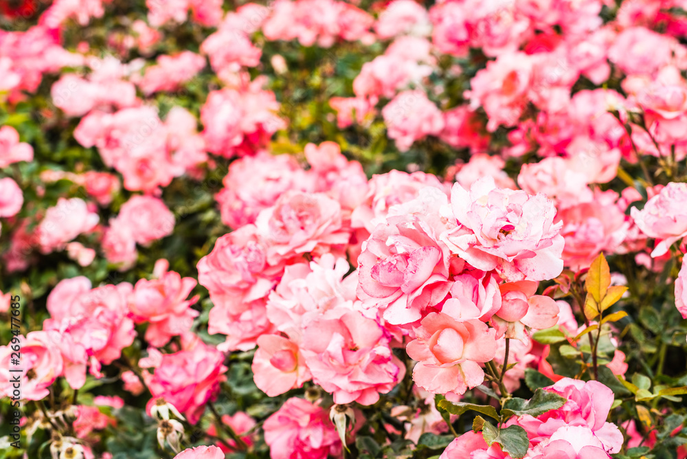 Bush with many pink roses freshly flowered after the spring rains. Bush with many pink roses freshly flowered after the spring rains.