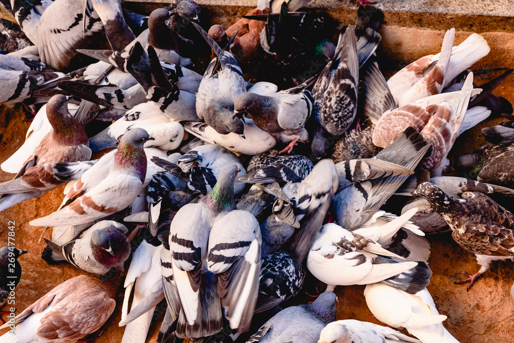 Group of pigeons pecking the ground unruly. Group of pigeons pecking the ground unruly.