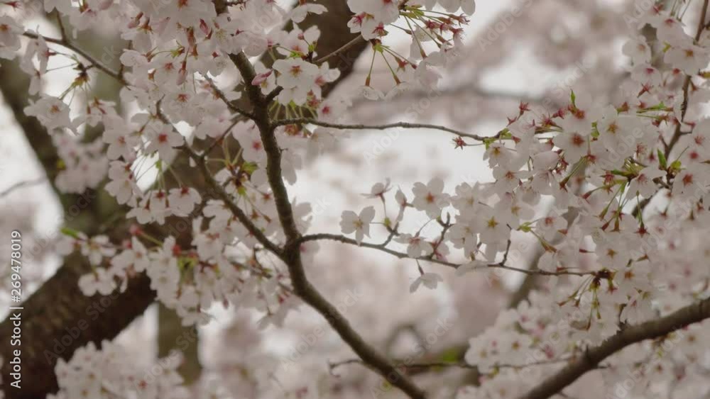 京都 嵐山の桜 春の風景 京都 日本 京都 嵐山の桜 春の風景 京都 日本