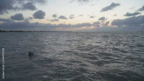 Pelican swims in the sea. calm sea water at sunset. 4K photo