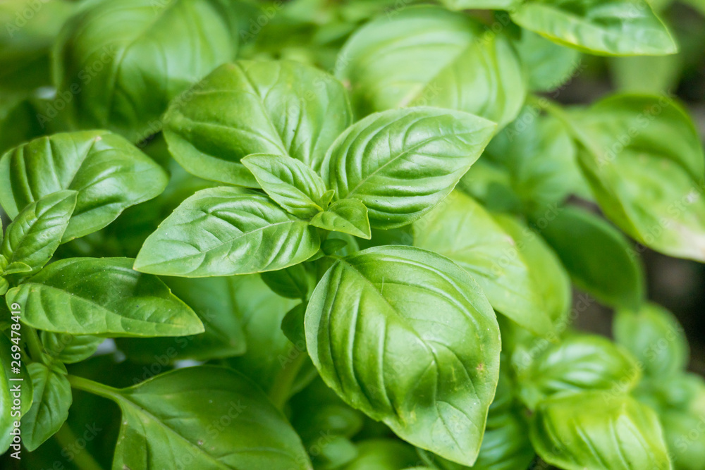 basil plants ocimum basilicum basil plants ocimum basilicum