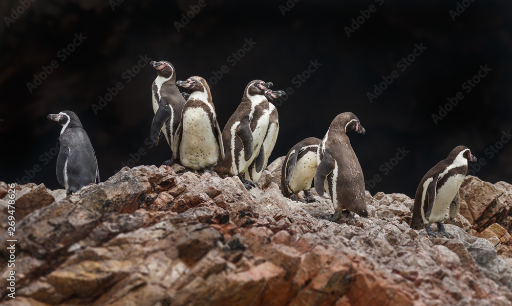 Fototapeta premium Penguins in Ballestas island, Peru