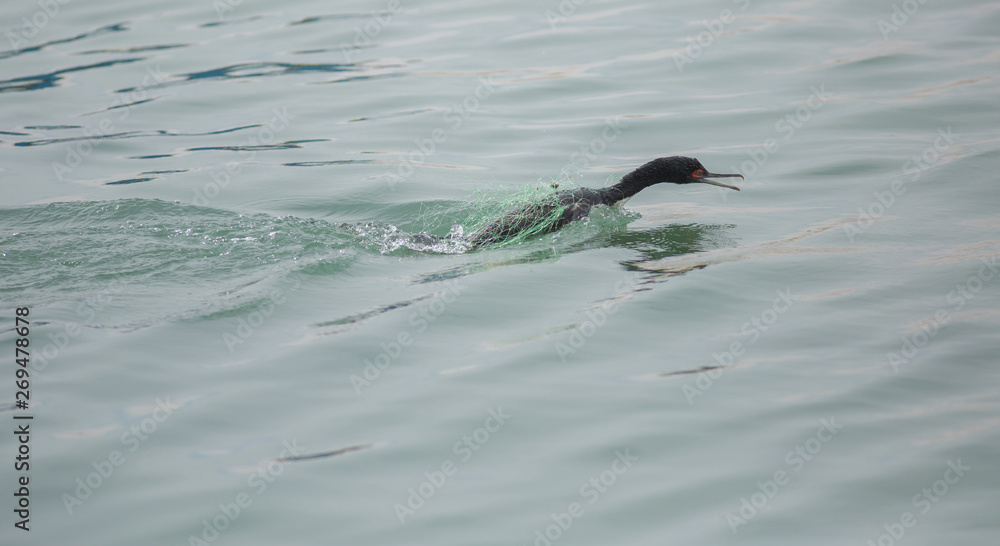 Fototapeta premium Marine bird in Paracas, Peru