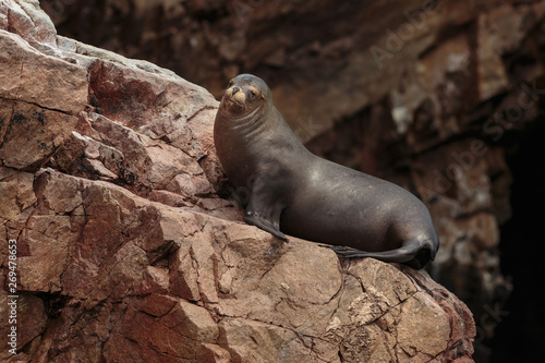 Seal on Ballestas island, Peru