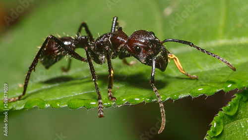 Ant from the Amazonian forest in Peru