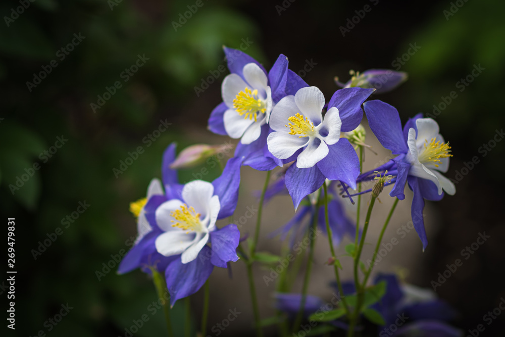 Purple columbine flowers Purple columbine flowers