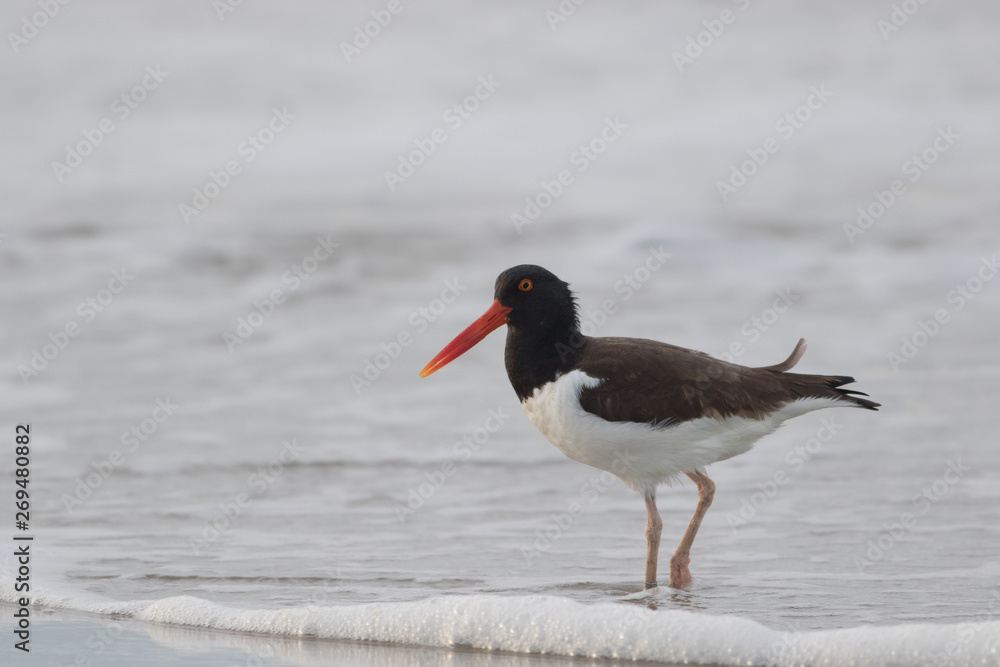 American Oystercatcher (Haematopus palliatus) walks along the beach at sunrise in Cape May, NJ American Oystercatcher (Haematopus palliatus) walks along the beach at sunrise in Cape May, NJ