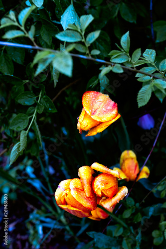 flower in the garden