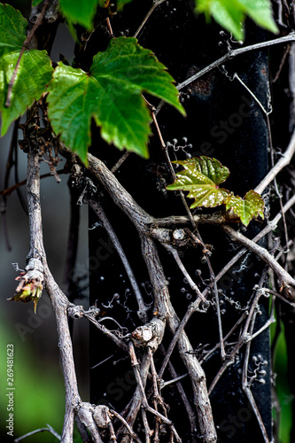 plant in garden