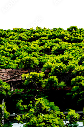ivy on the wall