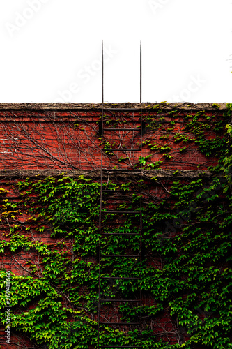 ivy on brick wall