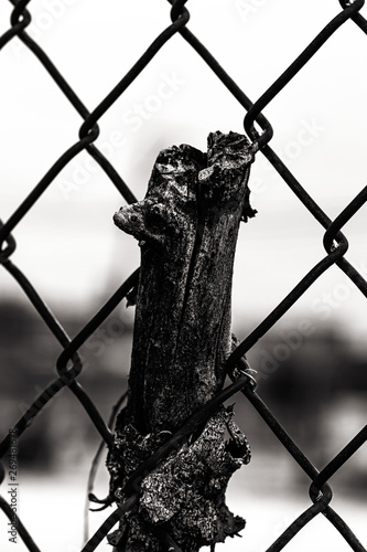 Tree Growing in the Fence