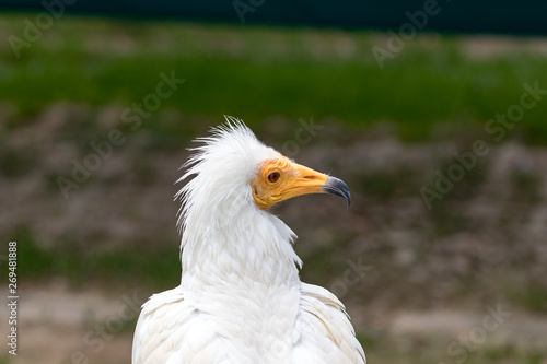 portrait of a vulture