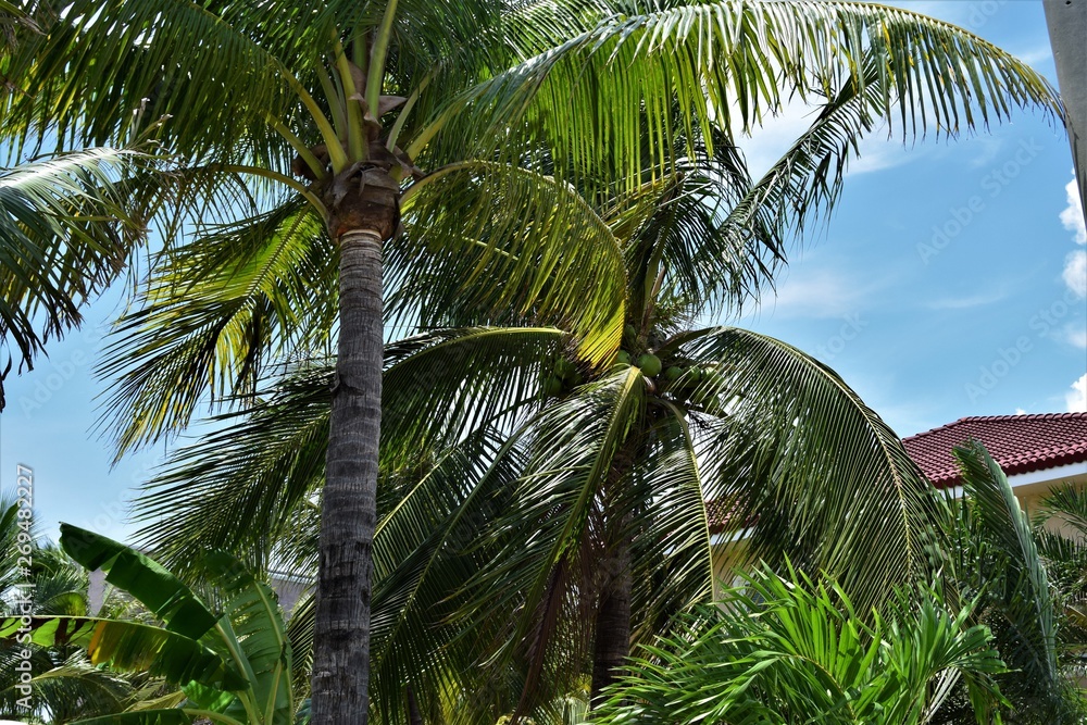 Obraz premium Subic Bay Philippines Beach