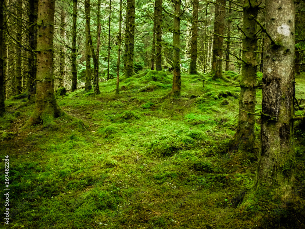 Amazing forest in the middle of nowhere. So peacefull Amazing forest in the middle of nowhere. So peacefull