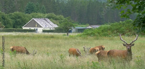 Red Deer Feeding in field, Loch Hourn, landscape, Scotland photo