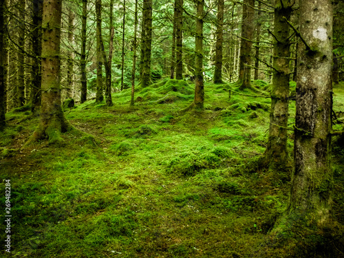 Amazing forest in the middle of nowhere. So peacefull 