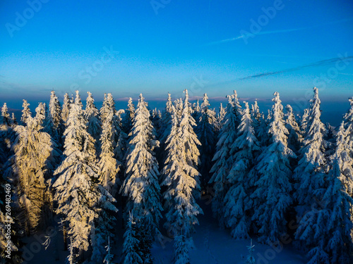 Nice view of snowy forest 