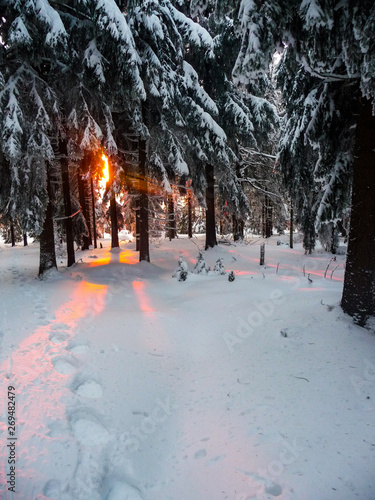 This is beautiful sunset behind the tree, in the middle of forest
