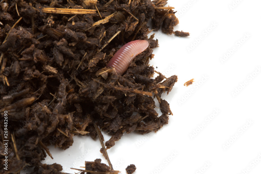 African Night Crawler, earthworms and Fertile soil isolated on white ...