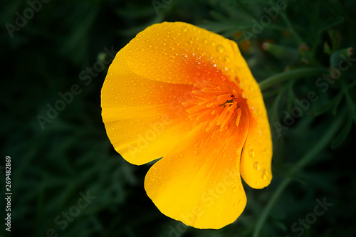 Bright yellow-orange flower Eschscholzia (Californian poppy) in frequent drops of rainwater on the petals close-up on a dark green background photo