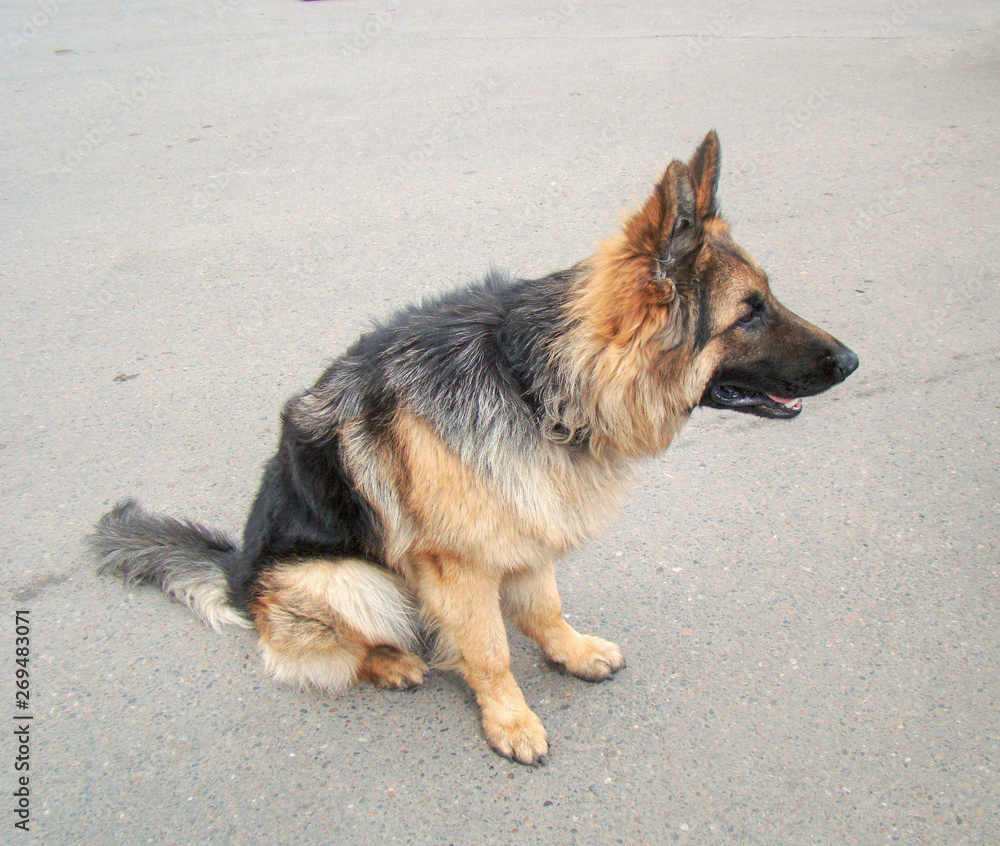 Dog breed German Shepherd, longhair. Black-red wool color. Sits on the pavement. On the watchman. Profile view.