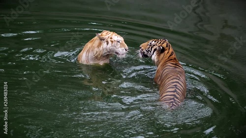 Two tigers are playing in the water.