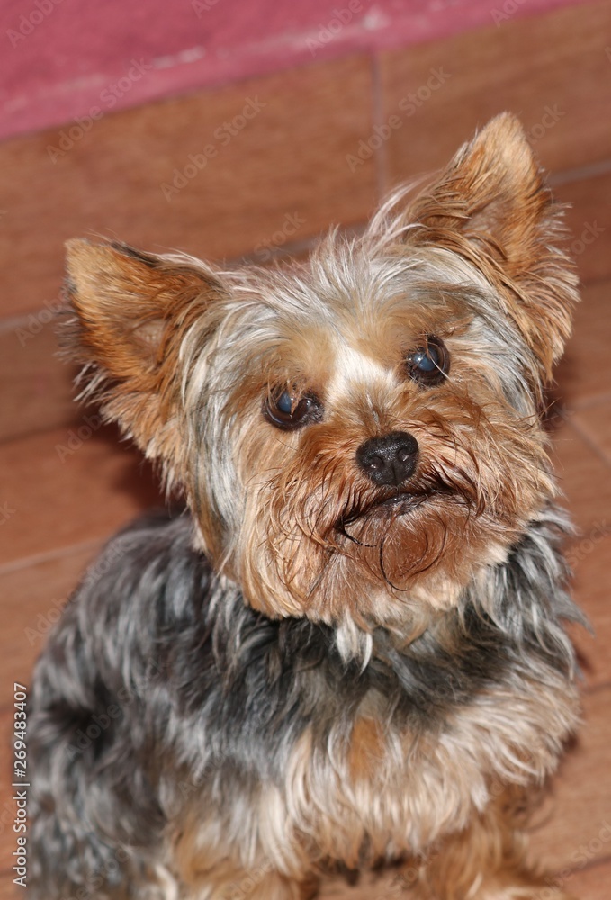 portrait of yorkshire terrier on white background