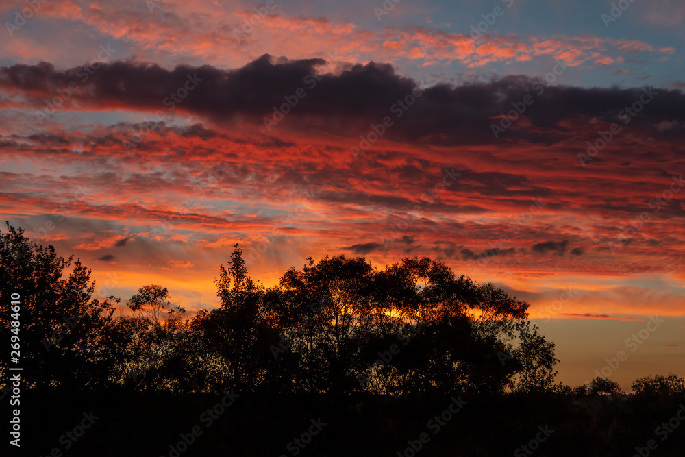 Fototapeta premium Red vibrant sunset with Eucalyptus trees in the foreground.