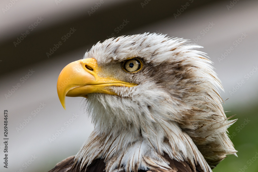 Naklejka premium portrait of an american bald eagle