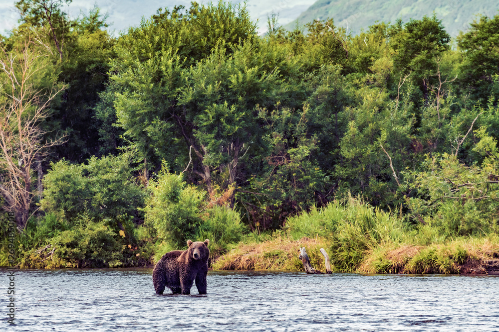 Bear in Kamchatka. A brown bear in the water in Kamchatka, Russia Bear in Kamchatka. A brown bear in the water in Kamchatka, Russia