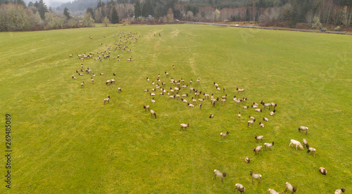 A Large Herd of Roosevelt Elk including an Albino Graze Together photo