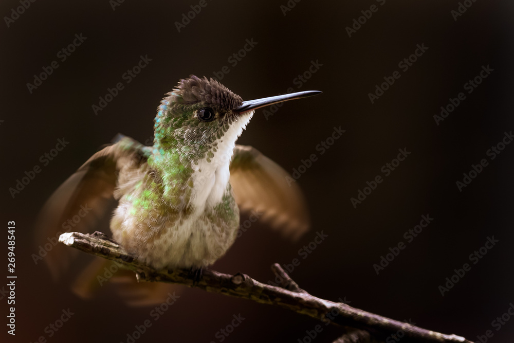 Obraz premium Hummingbird