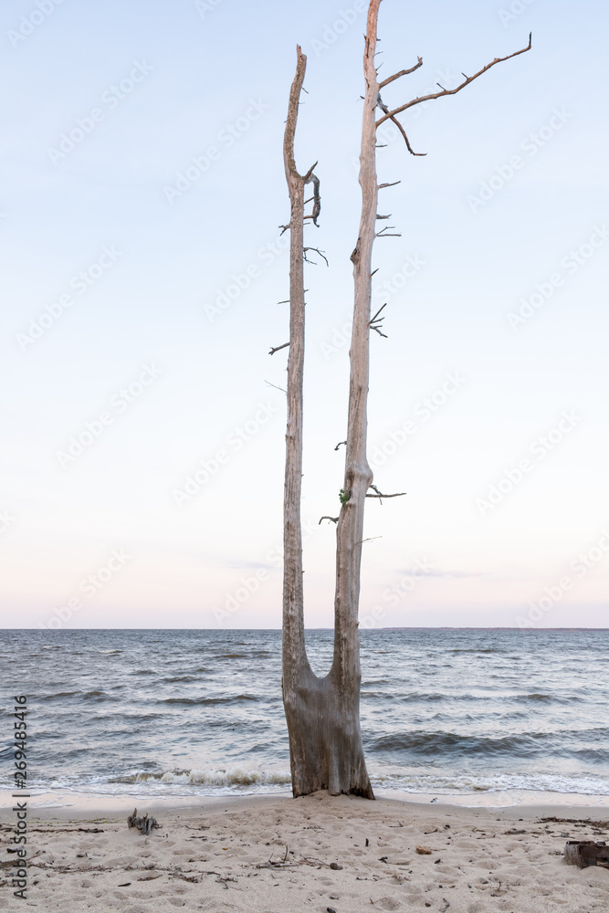 Dead Split Tree in Eastern North Carolina Dead Split Tree in Eastern North Carolina