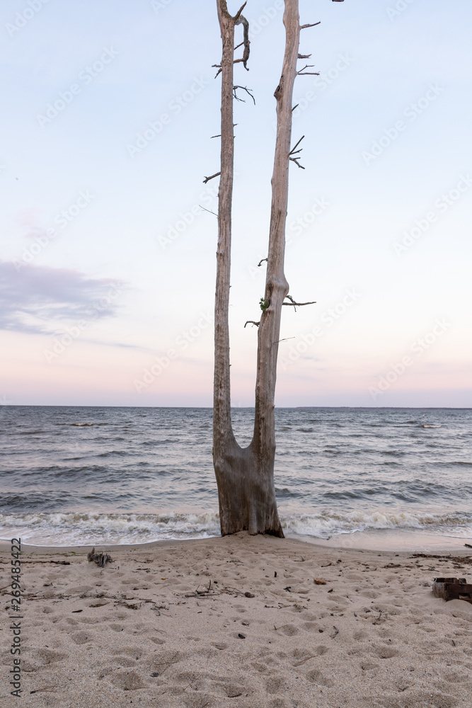 Dead Split Tree in Eastern North Carolina