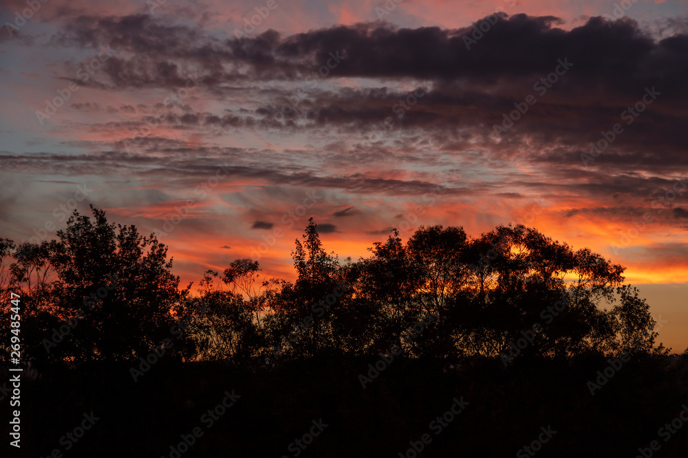 Red vibrant sunset with Eucalyptus trees in the foreground. Red vibrant sunset with Eucalyptus trees in the foreground.